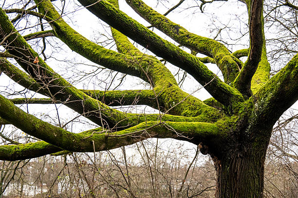 Close-up of a mighty tree crown covered in moss