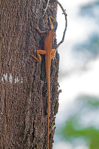 istock Northern Water Dragon Clinging to a Tree 2251758312