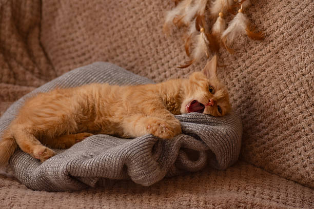 istock Relaxed body language creates soothing mood. Cute, gentle ginger kitten is resting on a sofa on a warm blanket in a cozy atmosphere 2251758364