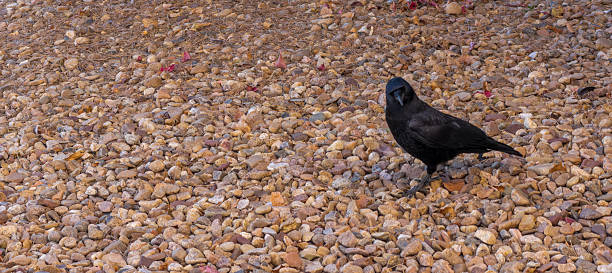 Black crow standing on small light brown pebbles, turning its head looking forward
