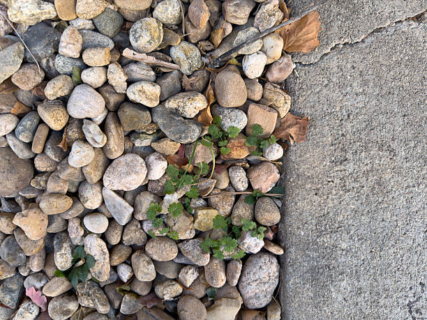 Pebbles, young weeds, and dry leaves resting next to a cracked concrete slab