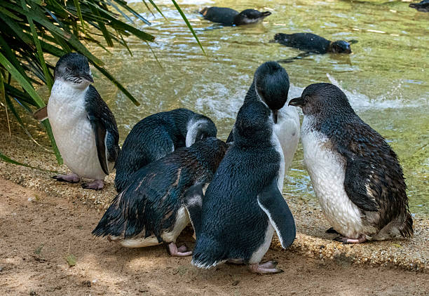 istock A group of Little Blue Penguins (Eudyptula minor) 2251761409