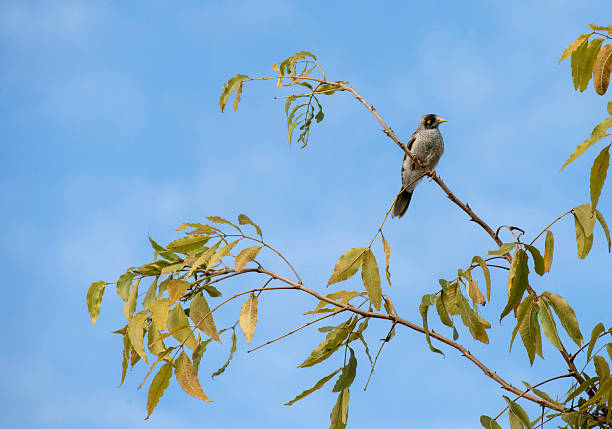 istock Australian Noisy Miner (Manorina melanocephala) 2251761483