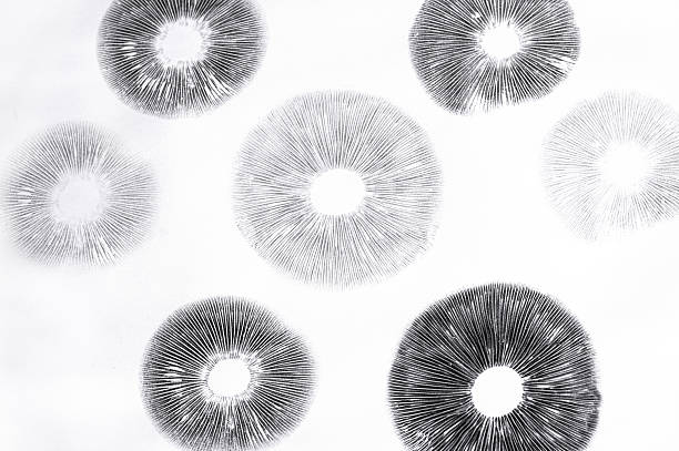 Natural mushroom spore print showing intricate dark purple and black gill pattern on white paper. Scientific botanical specimen documentation of fungus spores creating unique organic imprint art.