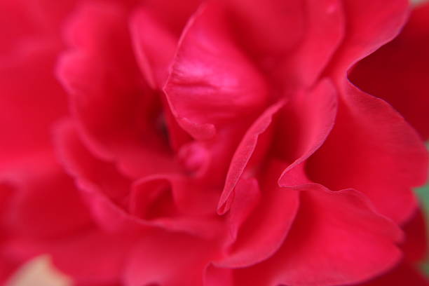Close-up of a rose petals