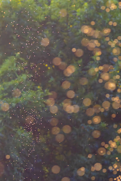 istock Swarming insects in a wooded meadow at sunset 2251764108