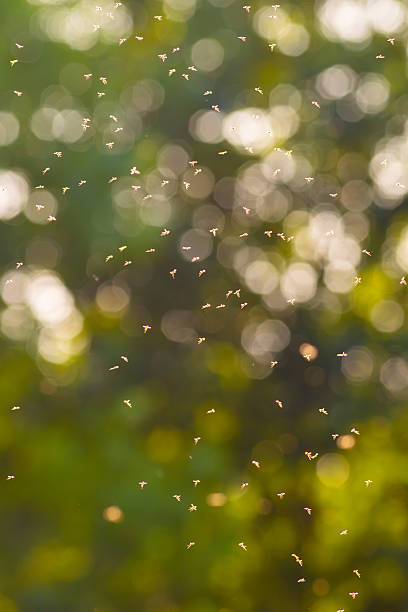 istock Swarming insects in a wooded meadow at sunset 2251764116