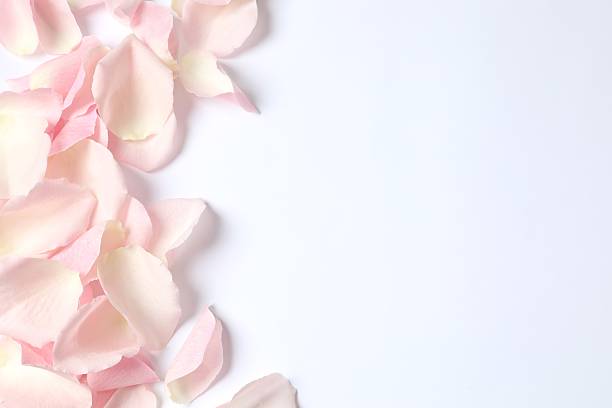 istock Pink rose petals with podium on a white background 2251765284