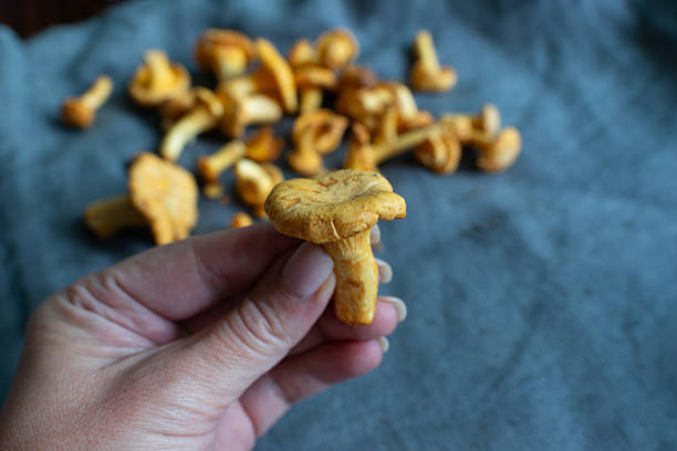istock Hand holding fresh chanterelle mushroom close up 2251765398