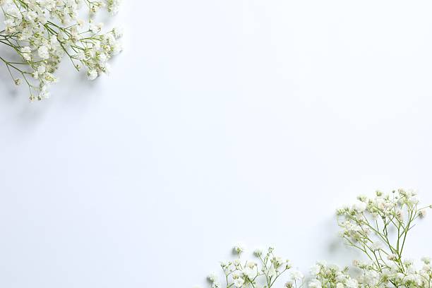 istock Top view photo with gypsophila flowers on light background with empty space 2251765416