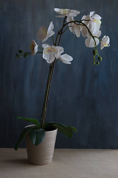 istock A serene and captivating botanical scene featuring the elegant orchid tree in full bloom, showcasing its delicate, vibrant flowers against a backdrop. 2251766499