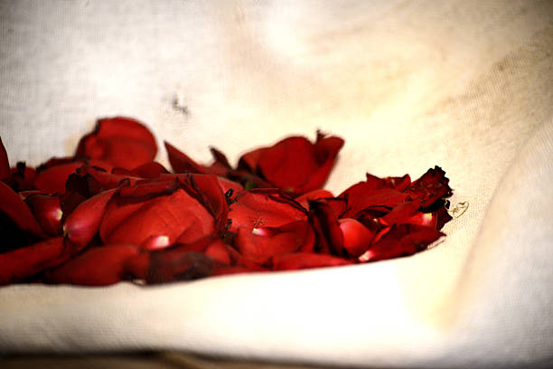 istock red rose petals on cloth 2251769412
