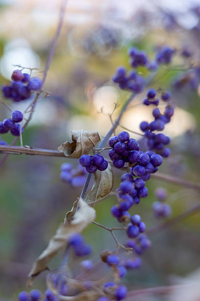 Delicate Purple Beautyberry Berries in Natural Light