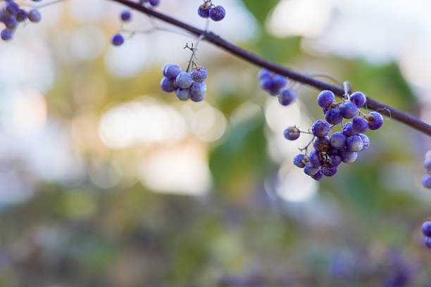 Delicate Purple Beautyberry Berries in Natural Light