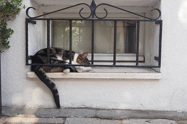A relaxed cat enjoys the sun while resting on a white windowsill.