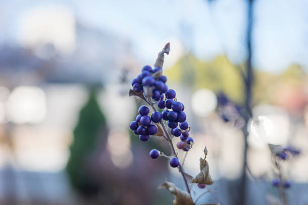 Delicate Purple Beautyberry Berries in Natural Light