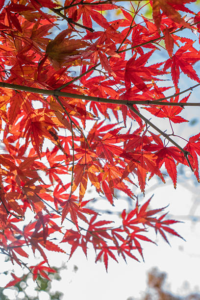 istock Colorful autumn maple leaves in natural scenery 2251773407