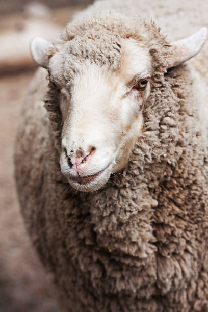 istock woolly sheep in zoo 2251775126
