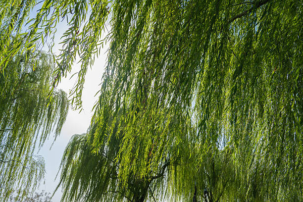 istock Fresh green willow leaves swaying in the breeze 2251775336