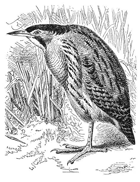 Botaurus stellaris great bittern in camouflage posture among reeds with distinctive neck markings, showing marsh bird zoology and European wetland ecosystem documentation, old vintage illustration, 1895