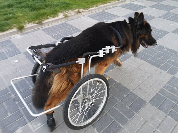 Disabled white dog with wheelchair