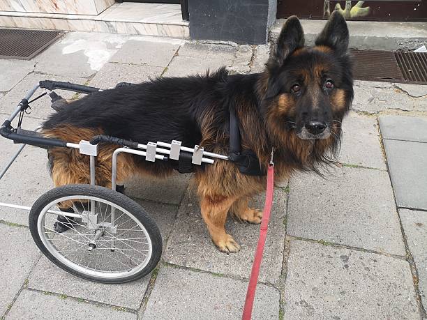 A mid adult woman out on a walk with her adopted elderly german shepherd