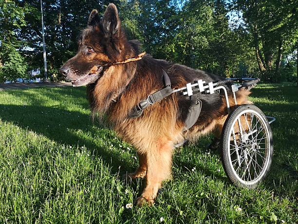 young belgian shepherd training in the nature for security