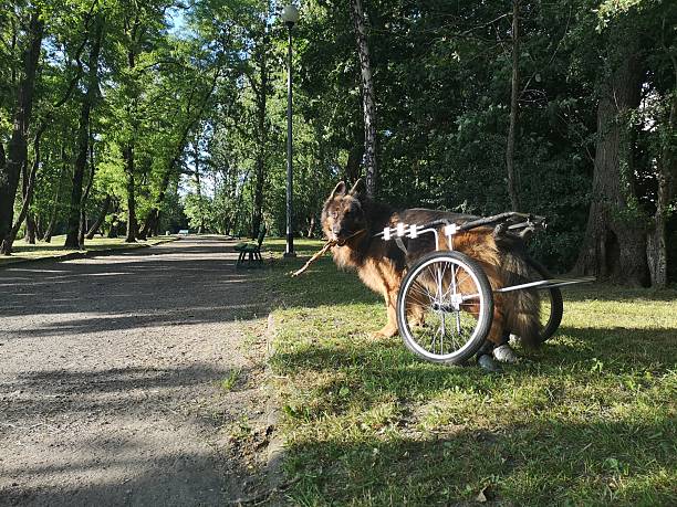 istock German Shepherd in a wheelchair 2251782867