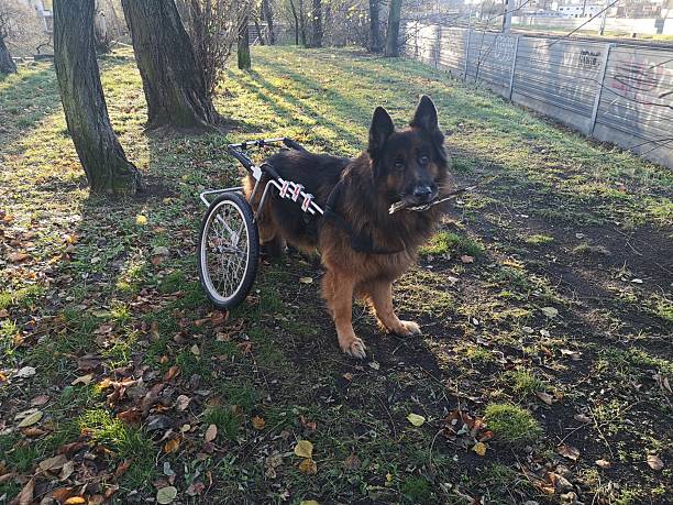 istock German Shepherd in a wheelchair 2251782914