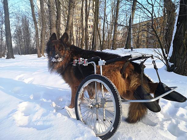 dog in a wheelchair. Disabled Pet in autumn in nature