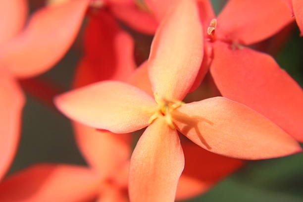 Close-up of reddish-orange ixora flowers