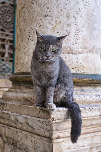 istock A cat on a column of Muhammad Ali Mosque in Cairo, Egypt 2251784844
