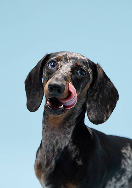 istock Dachshund licking nose with bright sky behind 2251785431