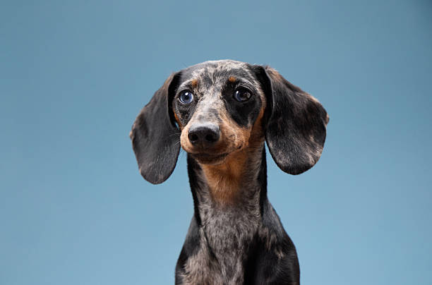 istock Dachshund with tilted head and soft gaze 2251785440