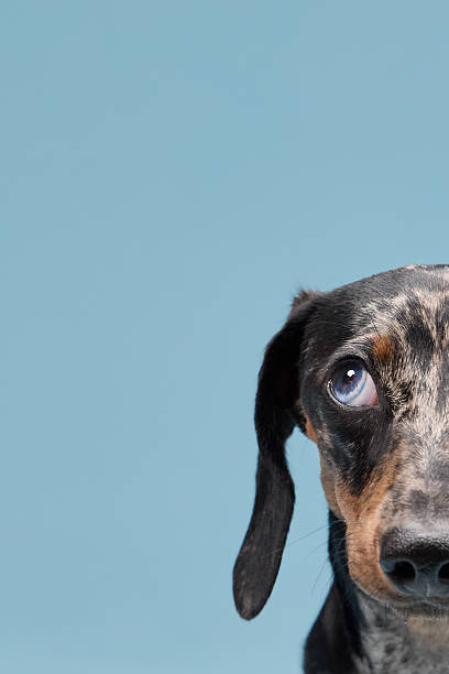 istock Dachshund close-up with eye peeking from frame 2251785442