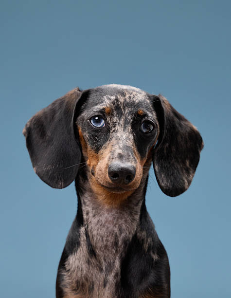 istock Dachshund posing with gentle eyes on blue wall 2251785477