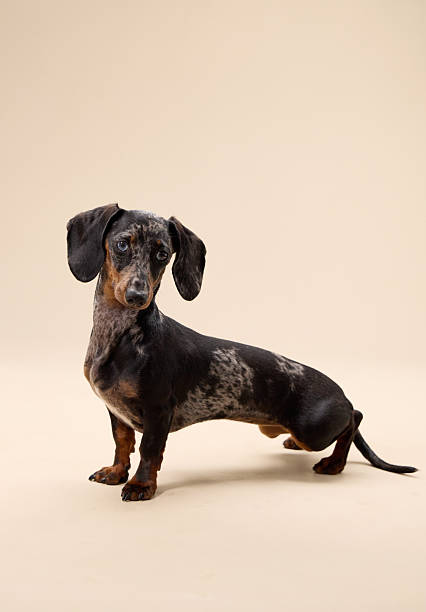 Dachshund full body side profile in studio