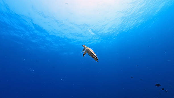 istock Sea Turtle Swimming in the Ocean 2251786363