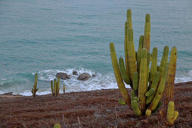 Seashore close to Jericoacoara, Brasil,  cactus bush over hill, below  blue sea water and waves