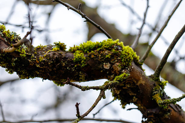 Tree branch covered in vivid green moss and grey lichen against a blurred background