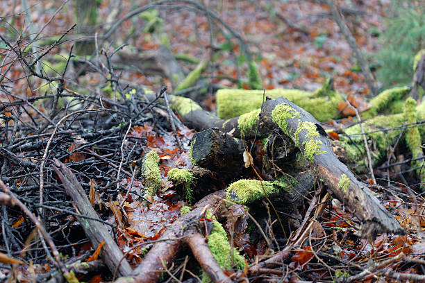 istock Forest floor decaying logs mossy branches foliage 2251788888
