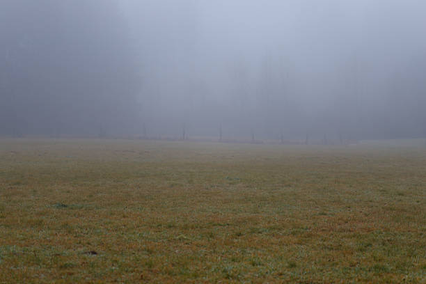Early morning fog creating a moody atmosphere over a grassy field