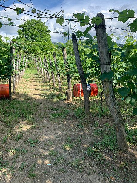 istock Backyard Vineyard, Racha Georgia 2023 2251790689