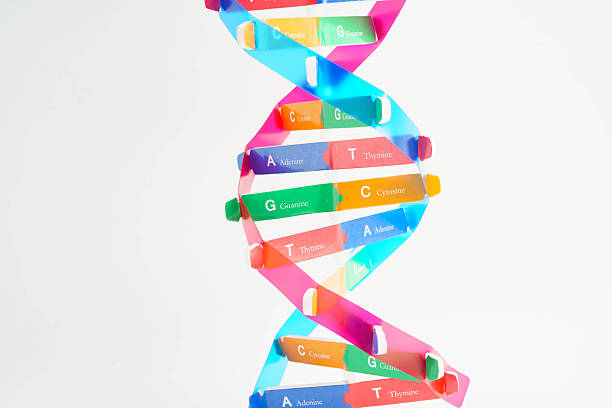 istock DNA molecule spiral structure model isolated on white background, chromosome and gene chemical science biology. 2251793300