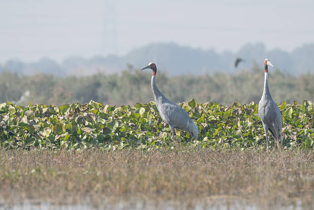 istock Pair of Sarus Cranes 2251794160