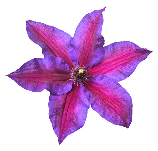 Clematis is one of the most popular garden plants. Known for its incredible flowers, clematis is made of woody, climbing vines. It offers such a broad range of bloom colors (blue, purple, pink, red, white), shapes and seasons (spring, summer and fall). It is a genus within the buttercup family, Ranunculaceae. Originating in China, the plant was brought to Japan in the 17th century.