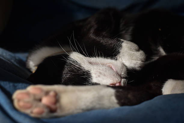 istock The cat is sleeping during the day 2251795549