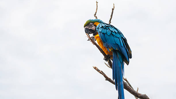 istock macaw parrot with Blue yellow feather on twig on white background 2251795624