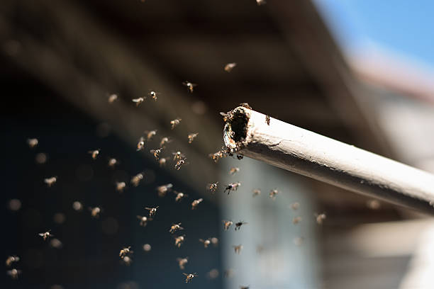 istock many stingless bee flying on the air 2251795831