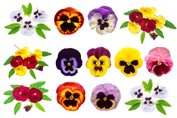 istock Collection head and bouquet pansy isolated on white background. Beautiful spring flowers. Flat lay, top view 2251797413